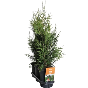 Hedgeline Thuja occidentalis (King of) Brabant C4