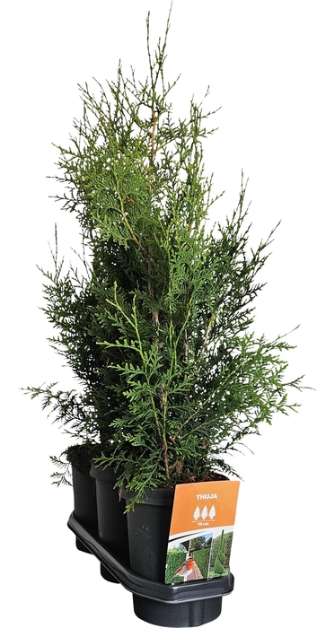 <h4>Hedgeline Thuja occidentalis (King of) Brabant C4</h4>