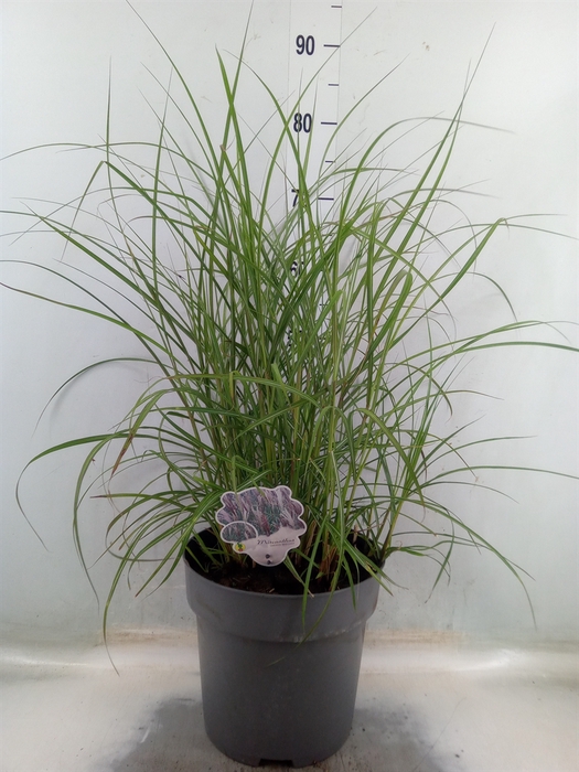 <h4>Miscanthus sin. 'Red Chief'</h4>