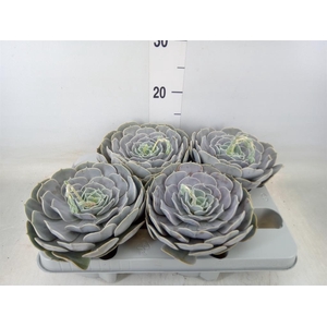 Echeveria  'Pollux'
