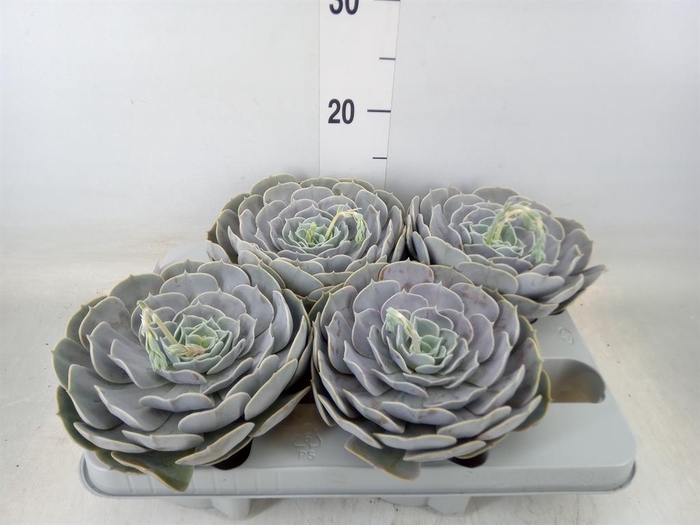 <h4>Echeveria  'Pollux'</h4>