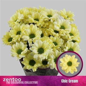 Chr T Chic Cream