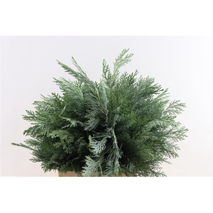 Conifeer Chamaecyparis Lawsoniana Blau De Lu