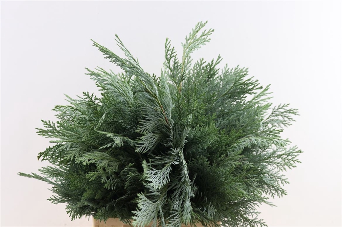 <h4>Conifeer Chamaecyparis Lawsoniana Blau De Lu</h4>