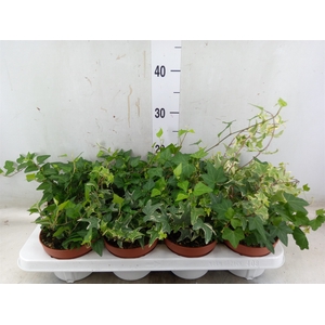 Hedera helix   ...mix 3