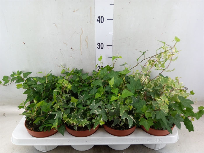 <h4>Hedera helix   ...mix 3</h4>