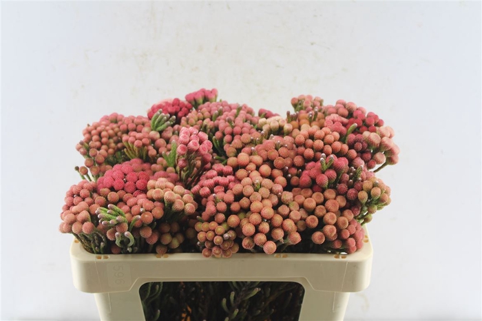 <h4>Kaaps Brunia La Red</h4>