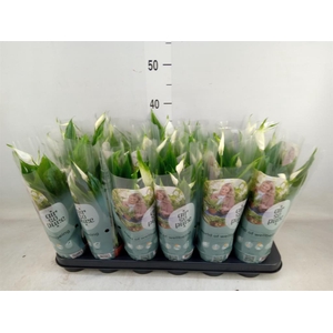 Spathiphyllum  'Pearl Cupido'