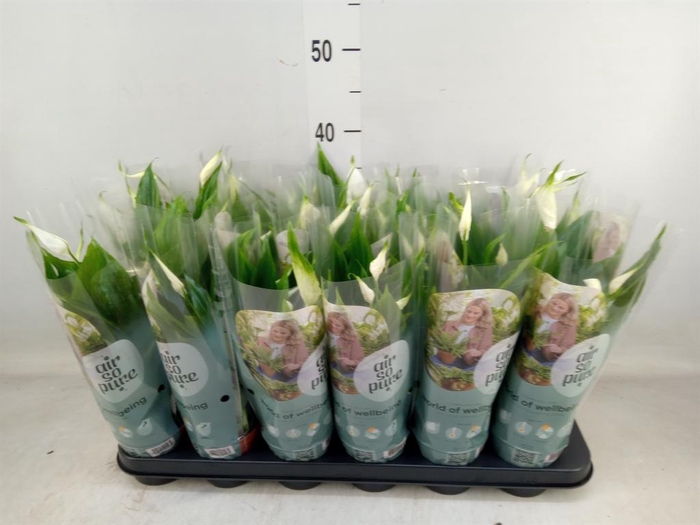 <h4>Spathiphyllum  'Pearl Cupido'</h4>