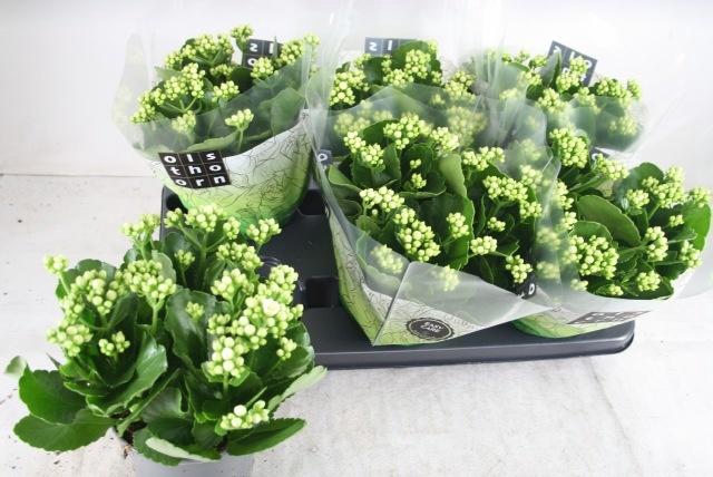 <h4>KAL GE WHITES WHITE</h4>