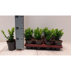 Buxus sempervirens - P9.5