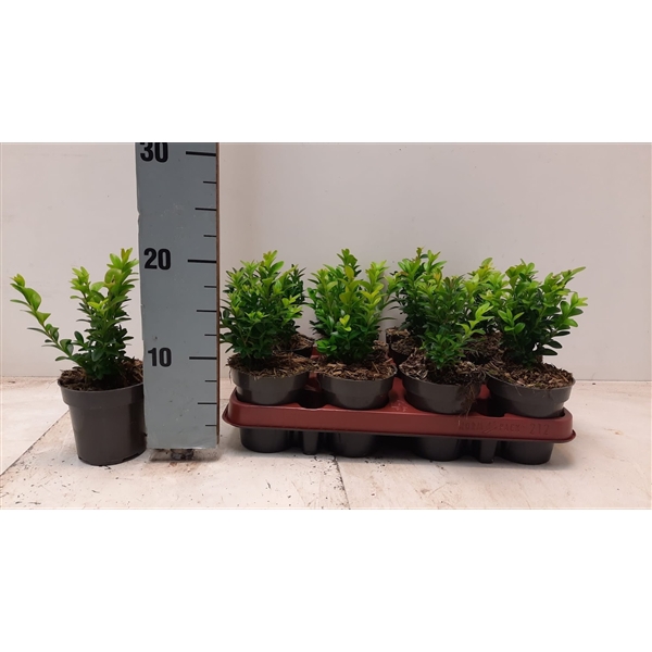 <h4>Buxus sempervirens - P9.5</h4>