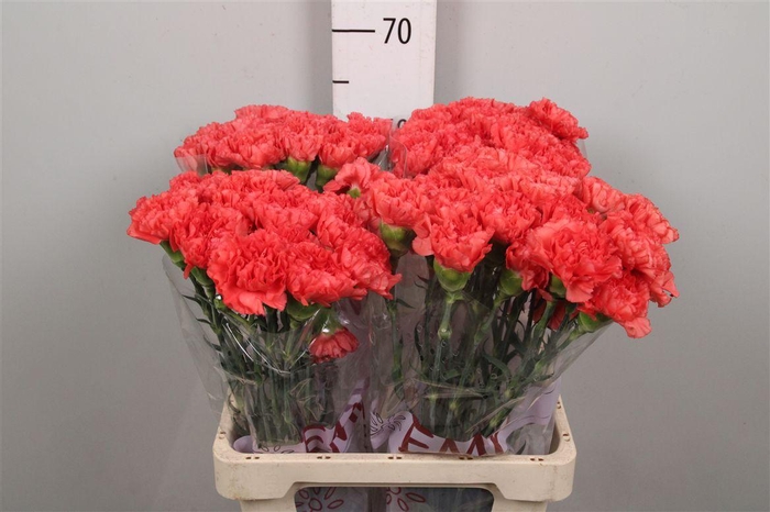 <h4>Di St Caroline</h4>