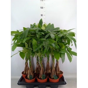 Pachira aquatica