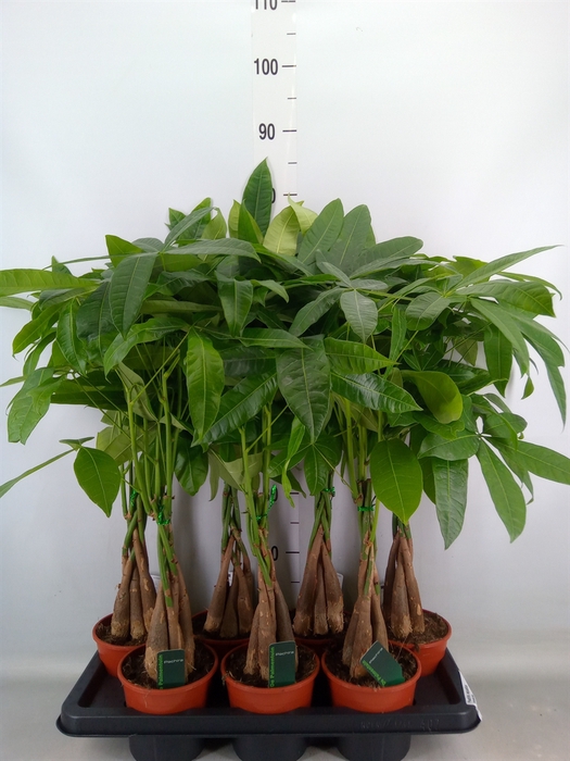 <h4>Pachira aquatica</h4>
