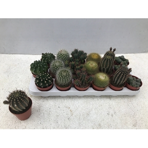 CACTUS GEM 6 SRT