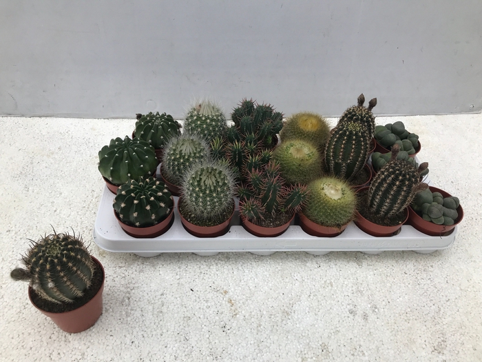 <h4>CACTUS GEM 6 SRT</h4>