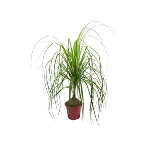 BEAUCARNEA RECURVATA P30