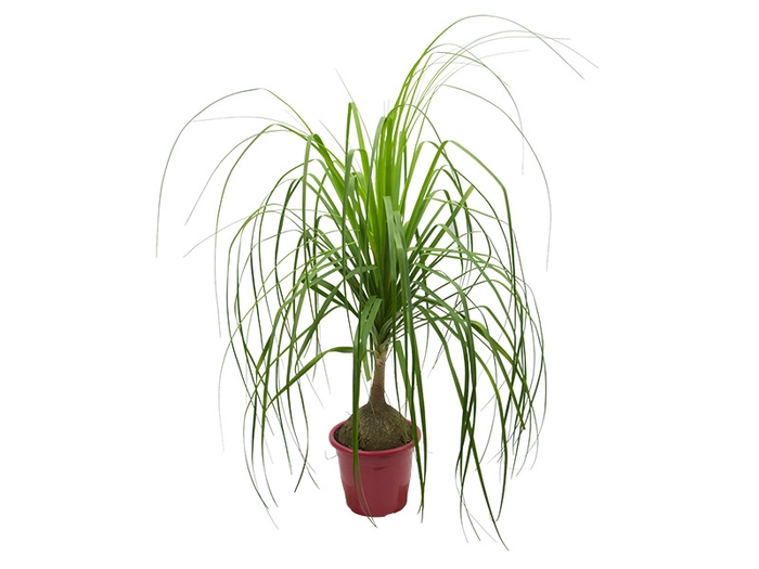 <h4>BEAUCARNEA RECURVATA P30</h4>