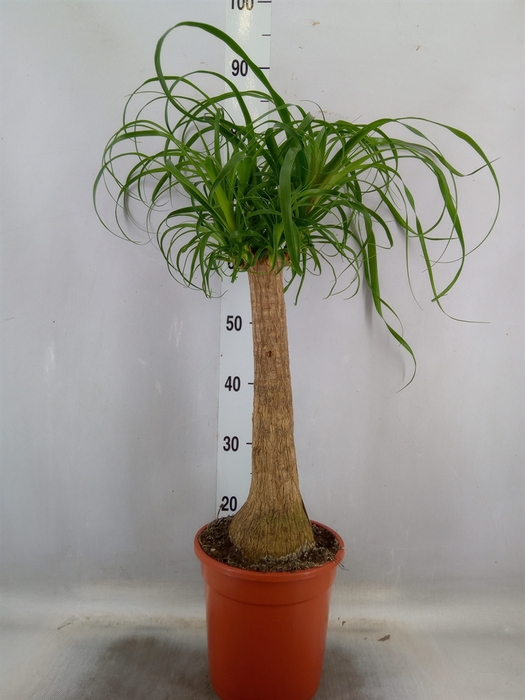 <h4>Beaucarnea recurvata</h4>