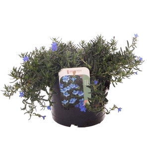 Lithodora diffusa Grace Ward