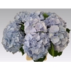 Hydrangea verena blue