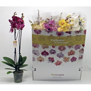 PHAL GEM 10 KL