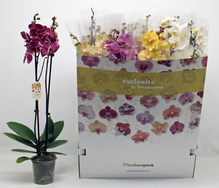 <h4>PHAL GEM 10 KL</h4>
