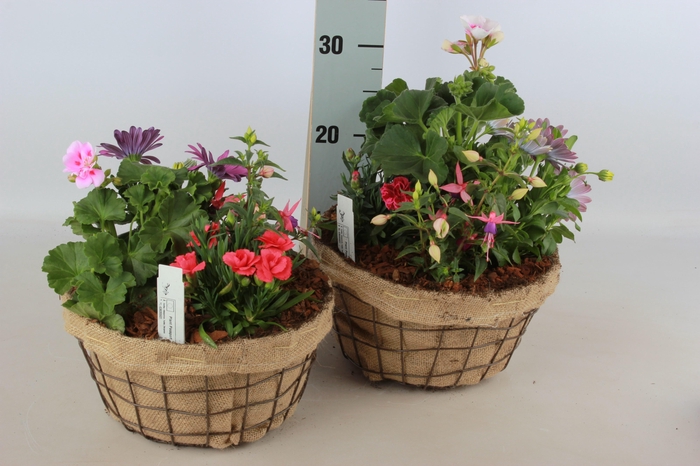 <h4>ARR TUINPLANTEN</h4>