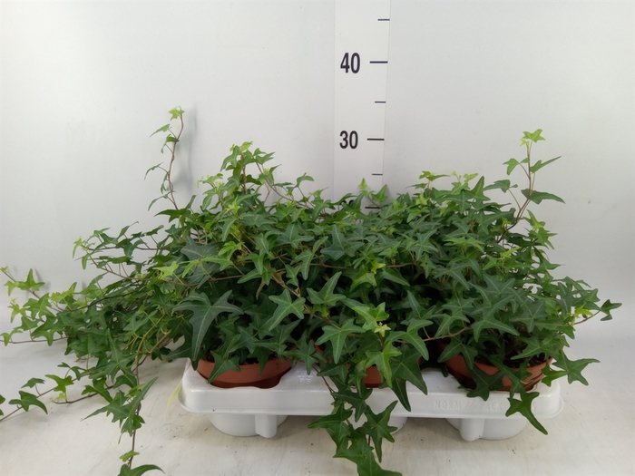 <h4>Hedera helix 'Tres Coupe'</h4>