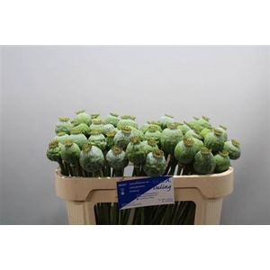 Papaver Som Zd