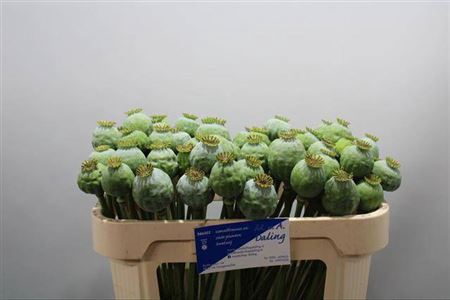 <h4>Papaver Som Zd</h4>