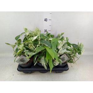 Epipremnum pinn. 'Marble Variegata'