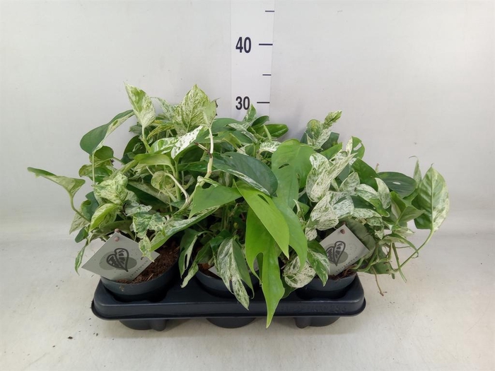 <h4>Epipremnum pinn. 'Marble Variegata'</h4>