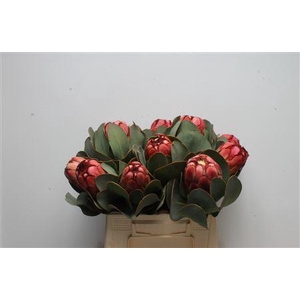 Protea Grandiceps