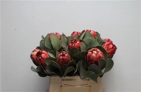 <h4>Protea Grandiceps</h4>