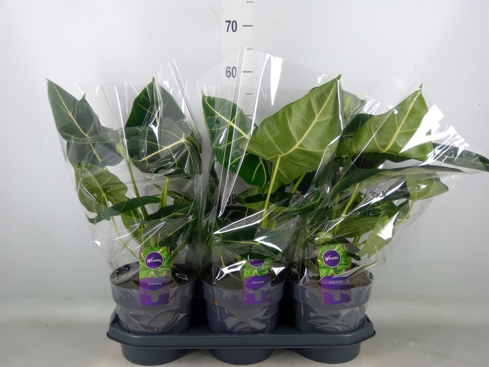 <h4>Alocasia   ...</h4>
