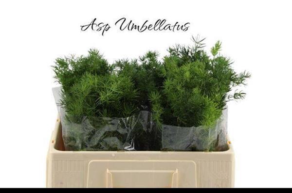 <h4>ASP UMBELLATUS</h4>