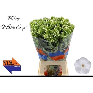 PHLOX P WHITECAP