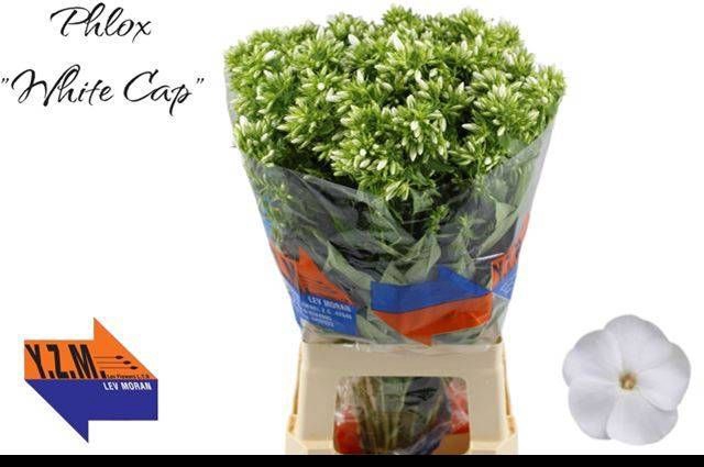 <h4>PHLOX P WHITECAP</h4>