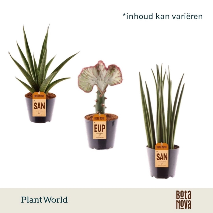 <h4>Overige groene plant</h4>