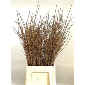 Forsythia Spectabilis Per Bos