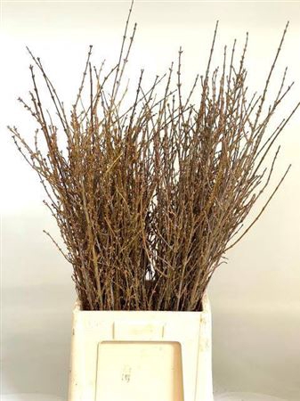 <h4>Forsythia Spectabilis</h4>