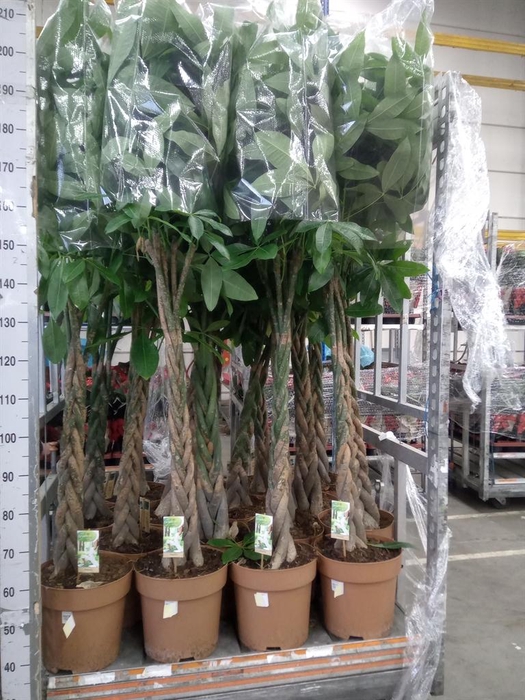 <h4>Pachira aquatica</h4>