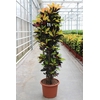Codiaeum Mrs Iceton