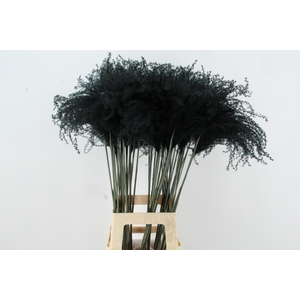 DF Miscanthus 90cm Black