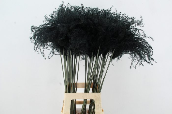 <h4>DF Miscanthus 90cm Black</h4>