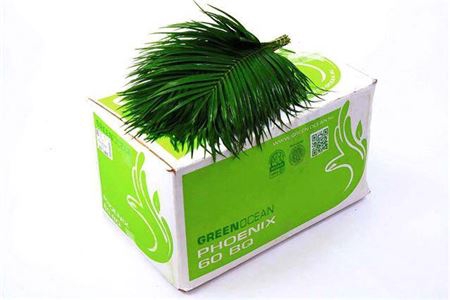 <h4>Phoenix Roebelini Per Tak</h4>