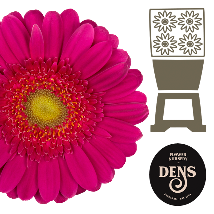 <h4>Germini Megara Diamond</h4>