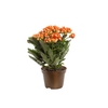 KALANCHOE DOBRADO P11 BICOLOR LARANJA